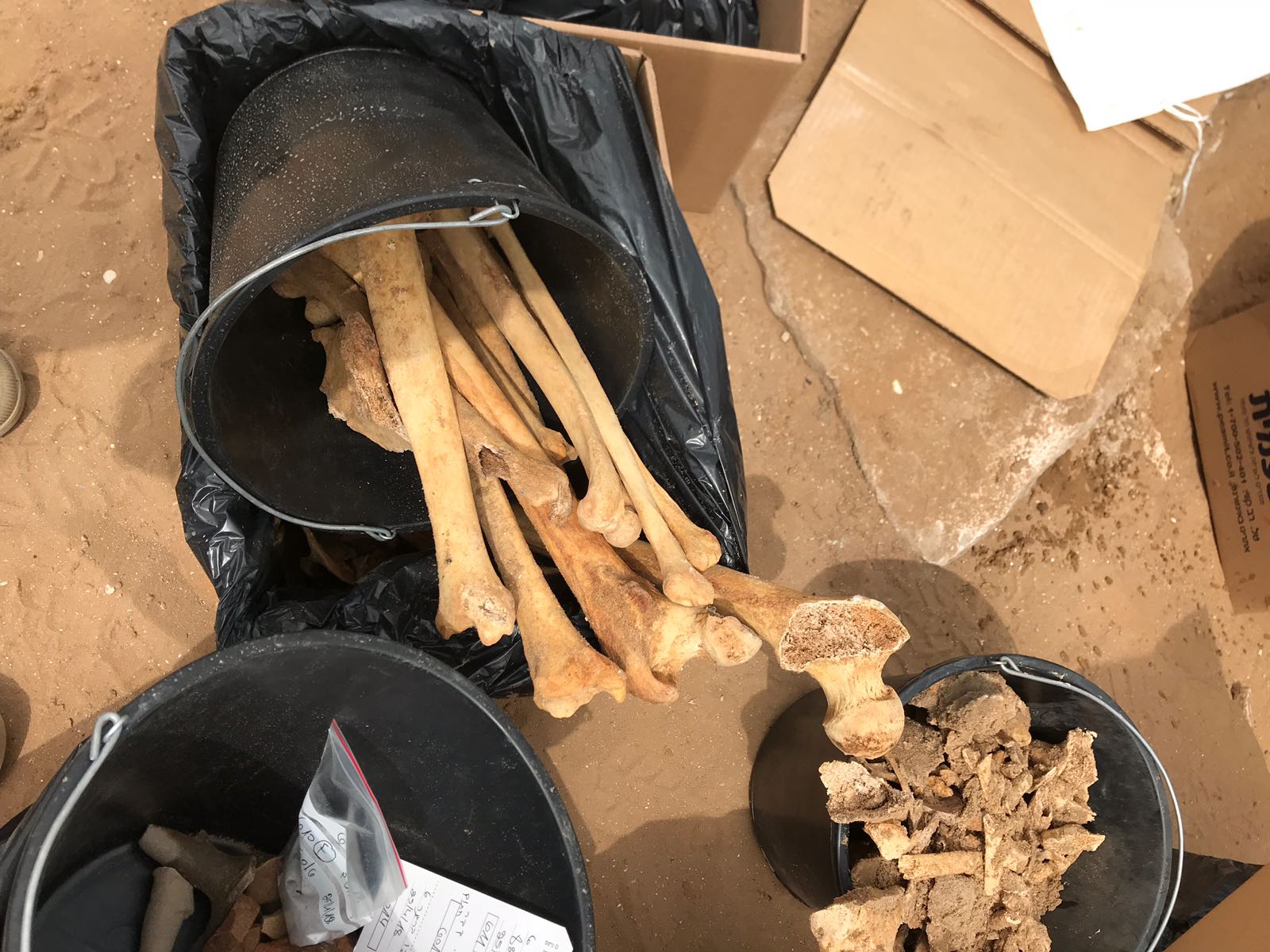 WhatsApp Image 2020-06-17 at 9.30.48 AM.jpeg.jpeg